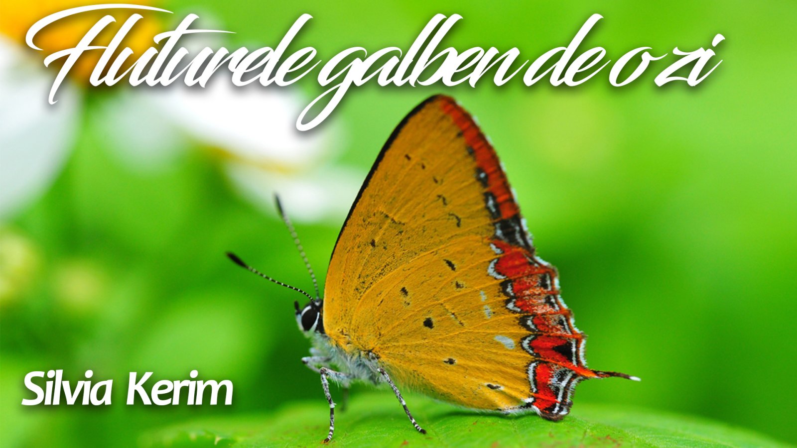 Afișul pentru Fluturele galben de o zi