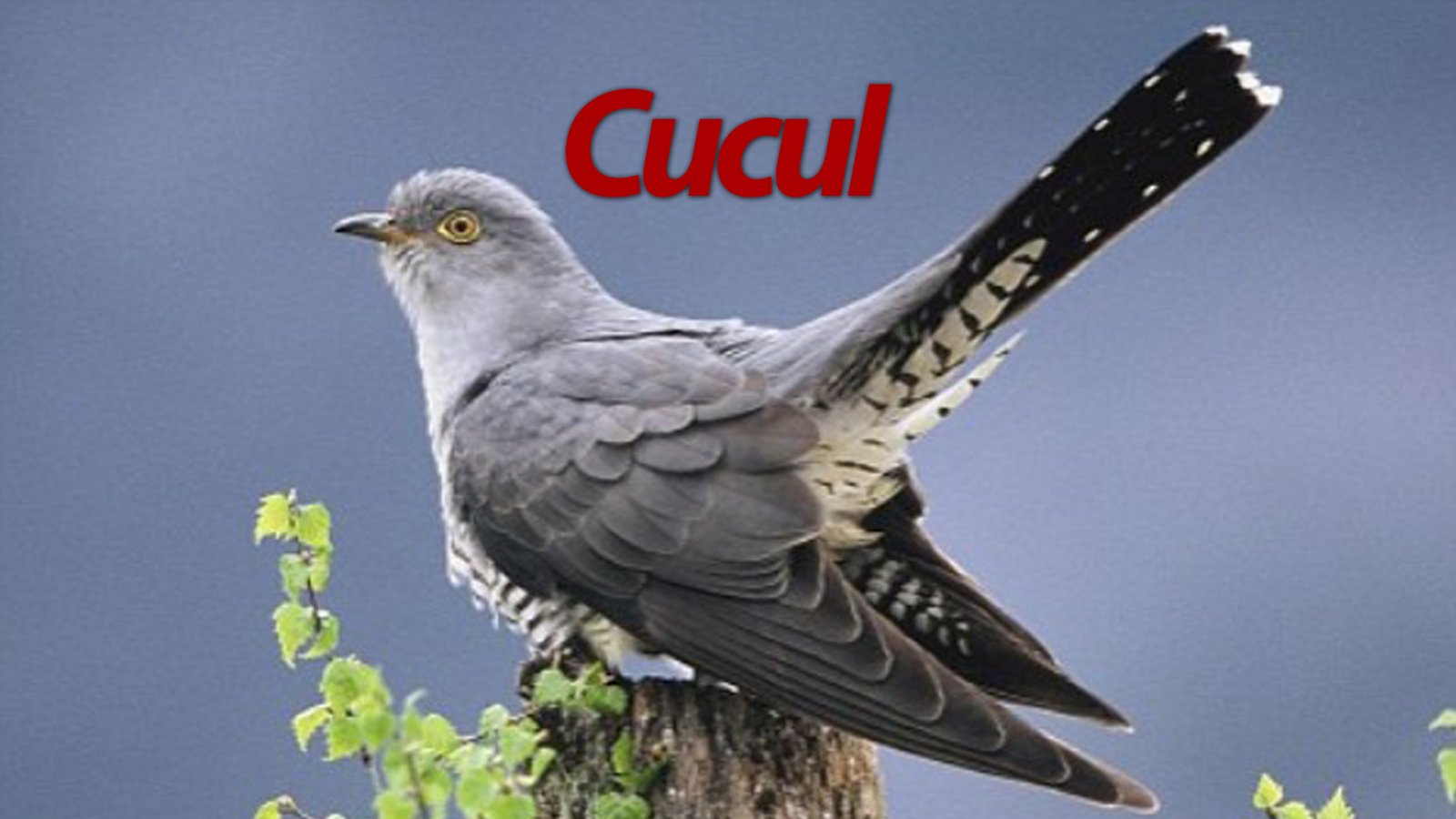 Afișul pentru Cucul