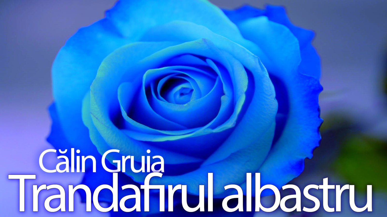Afișul pentru Trandafirul albastru