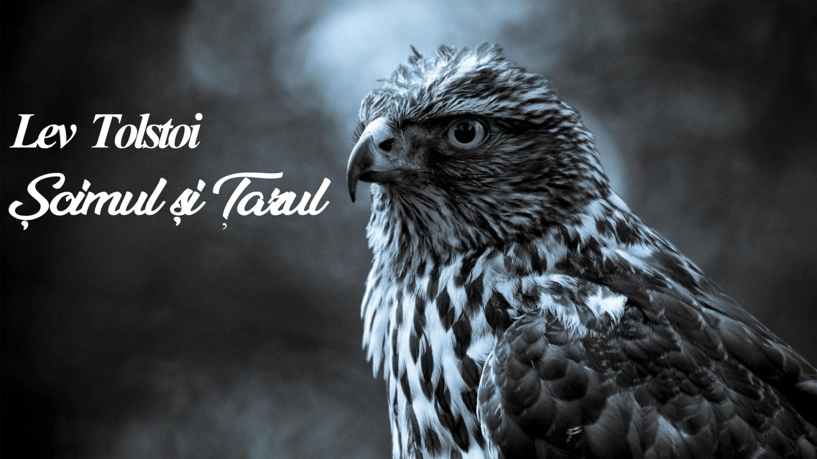 Afișul pentru Soimul si tarul