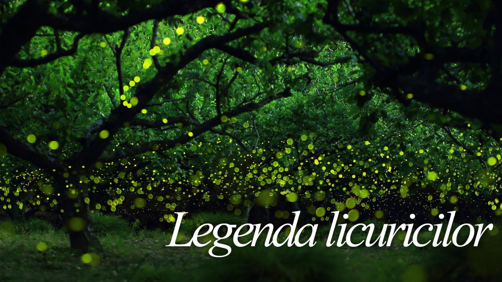 Afișul pentru Legenda licuricilor