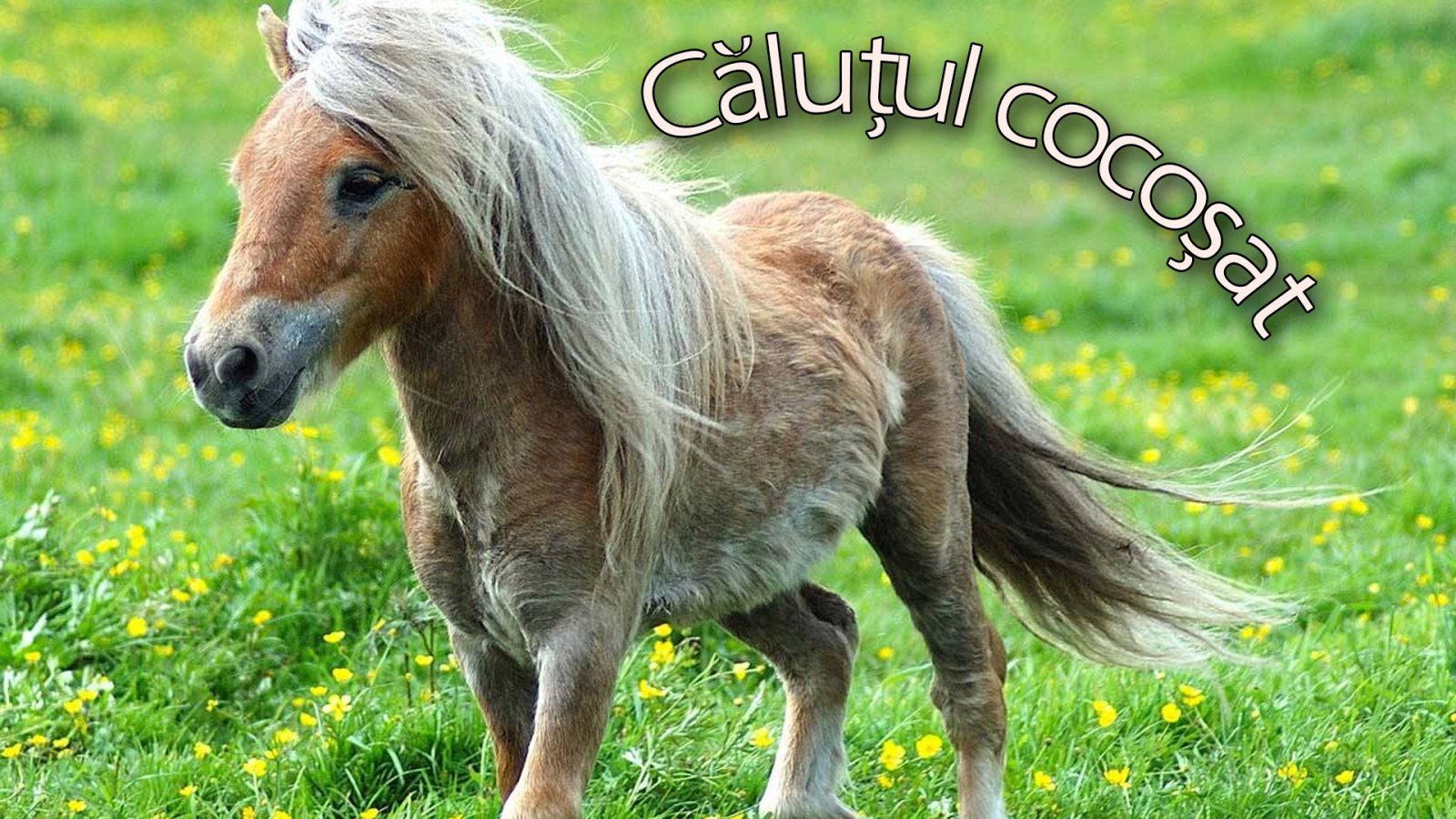 Afișul pentru Calutul cocosat