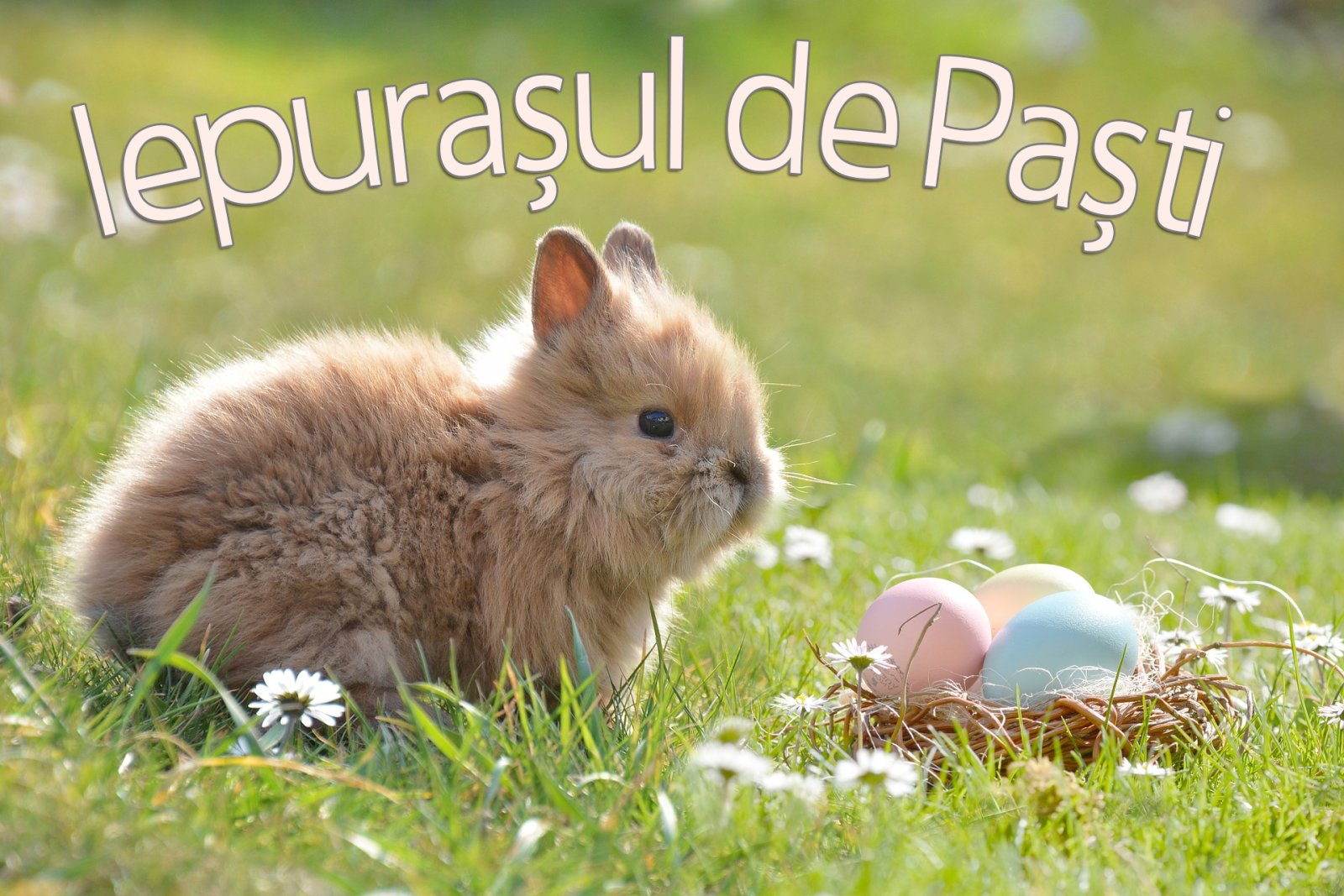 Afișul pentru Iepurasul de Pasti