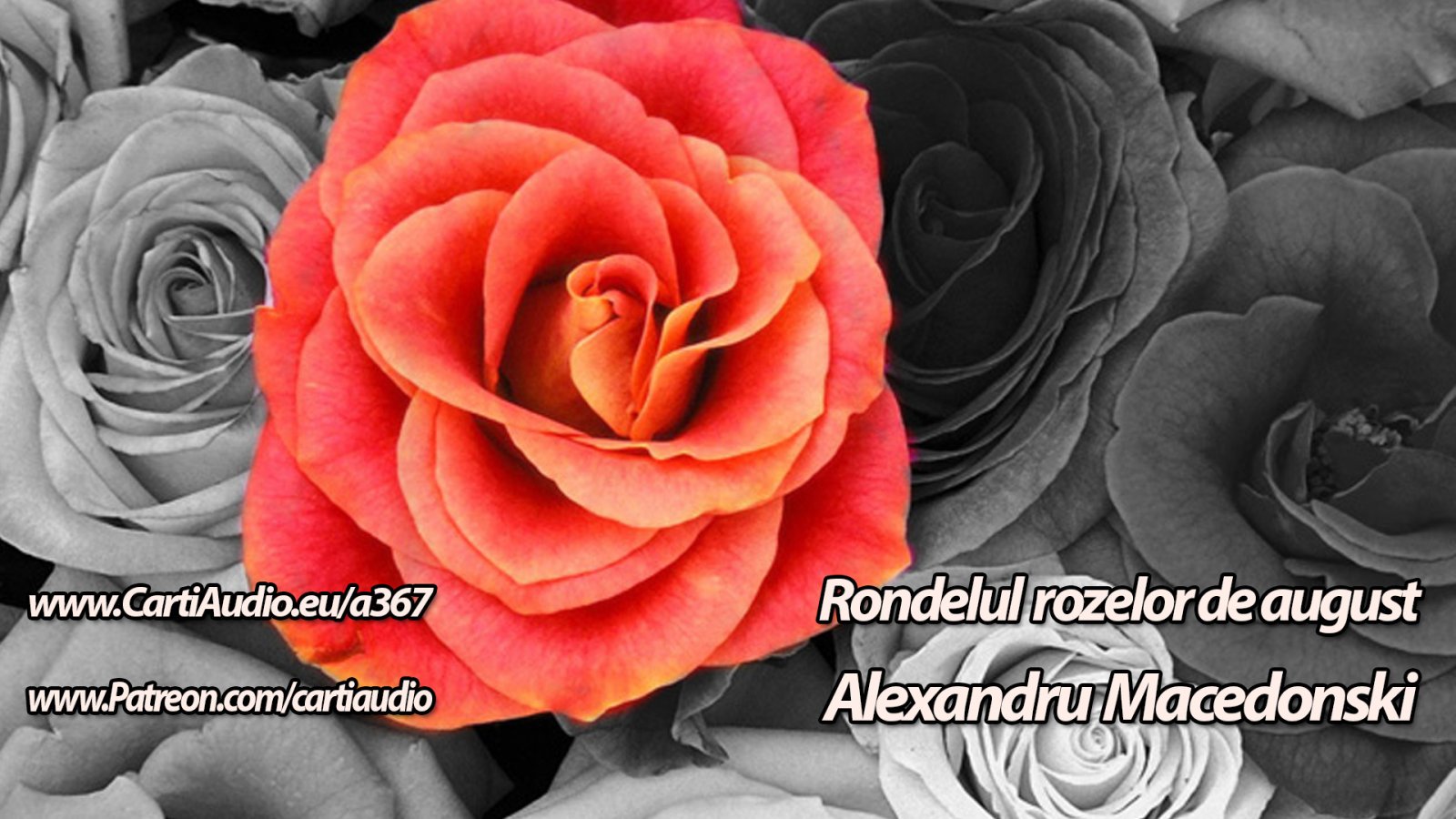 Afișul pentru Rondelul rozelor de august