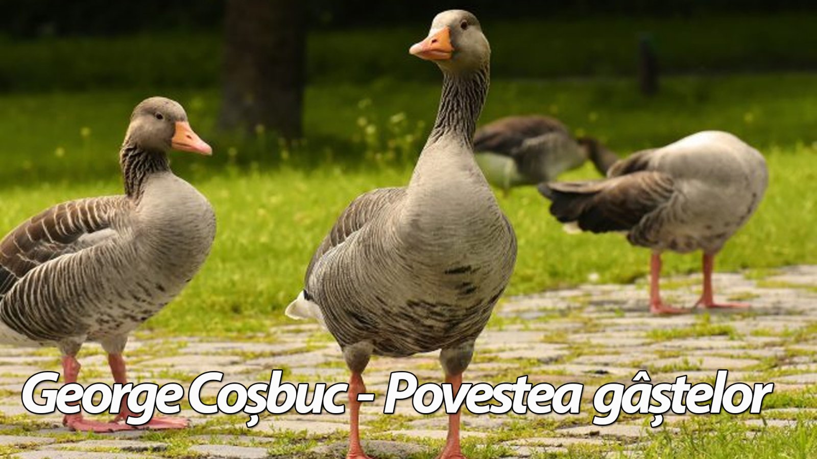 Afișul pentru Povestea gastelor