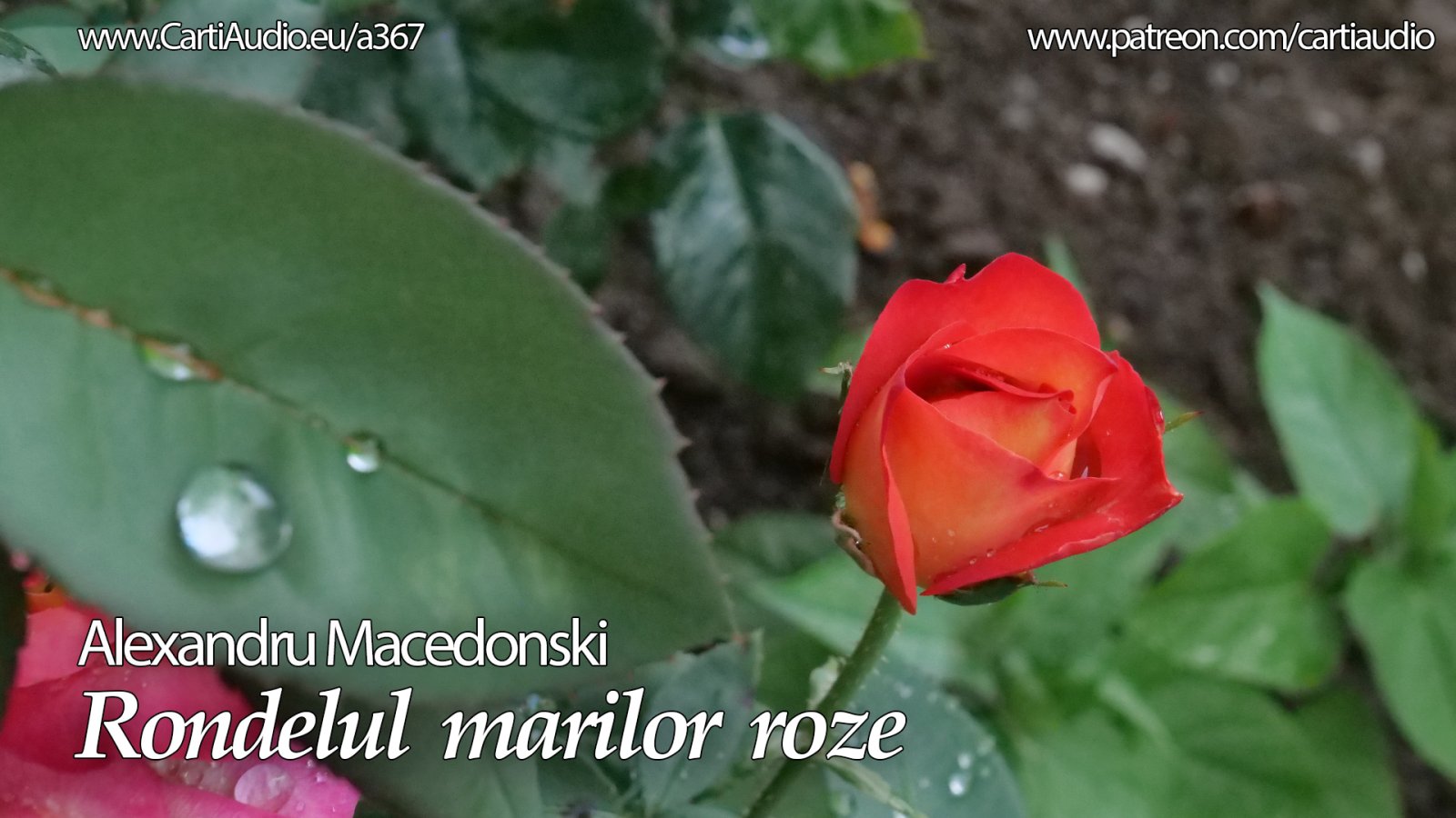 Afișul pentru Rondelul marilor roze