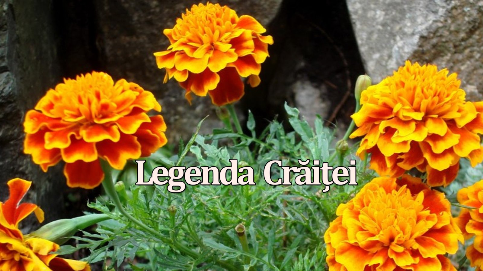 Afișul pentru Legenda Craitei