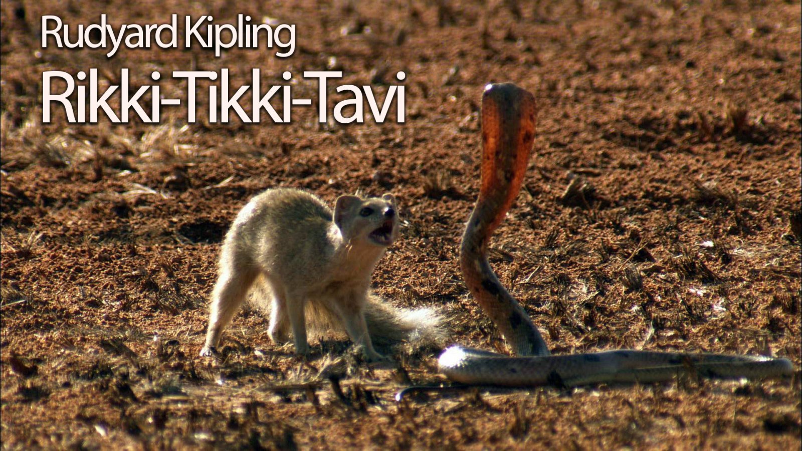 Afișul pentru Rikki Tikki Tavi