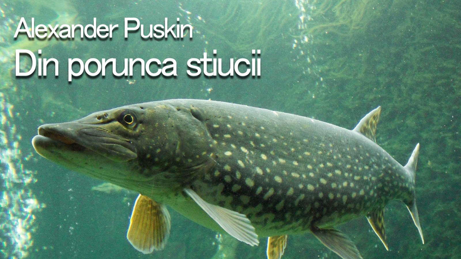 Afișul pentru Din porunca stiucii